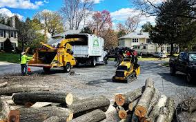 Best Tree Risk Assessment  in Hamilton, AL