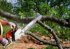 How Our Tree Care Process Works  in  Hamilton, AL