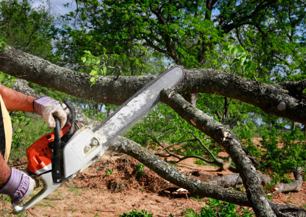 Best Tree Preservation Services  in Hamilton, AL